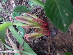 Siphonochilus aethiopicus