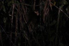 Miopithecus ogouensis