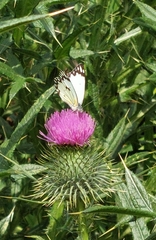 Belenois creona severina
