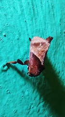 Phocoderma velutina