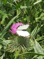 Belenois creona severina