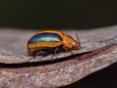 Calomela curtisi