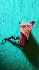 Phocoderma velutina