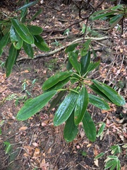 Rhododendron degronianum