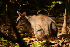 Thylogale stigmatica