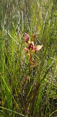 Cryptostylis erecta