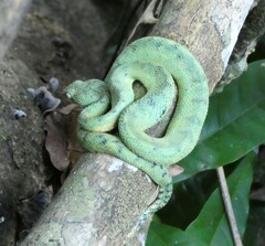Atheris chlorechis