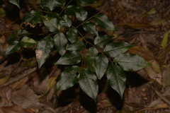 Archidendron grandiflorum