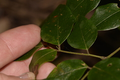 Archidendron grandiflorum