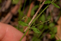 Gonocarpus teucrioides
