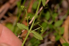 Gonocarpus teucrioides