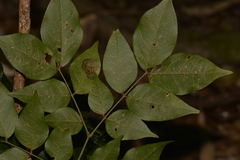 Archidendron grandiflorum