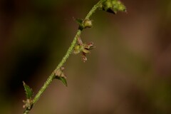 Gonocarpus teucrioides