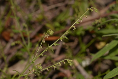 Gonocarpus teucrioides