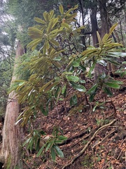 Rhododendron degronianum