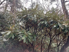 Rhododendron degronianum