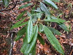 Rhododendron degronianum