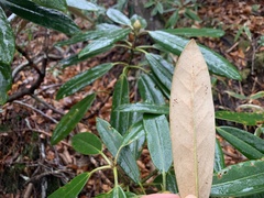 Rhododendron degronianum