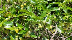 Passiflora tetrandra