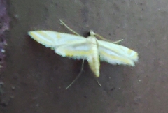 Eoophyla