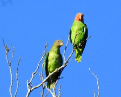 Geoffroyus geoffroyi