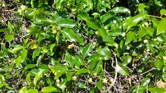 Passiflora tetrandra