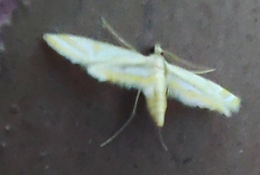 Eoophyla