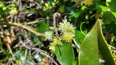 Passiflora tetrandra