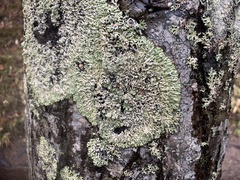 Menegazzia