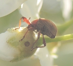 Anthonomus rectirostris