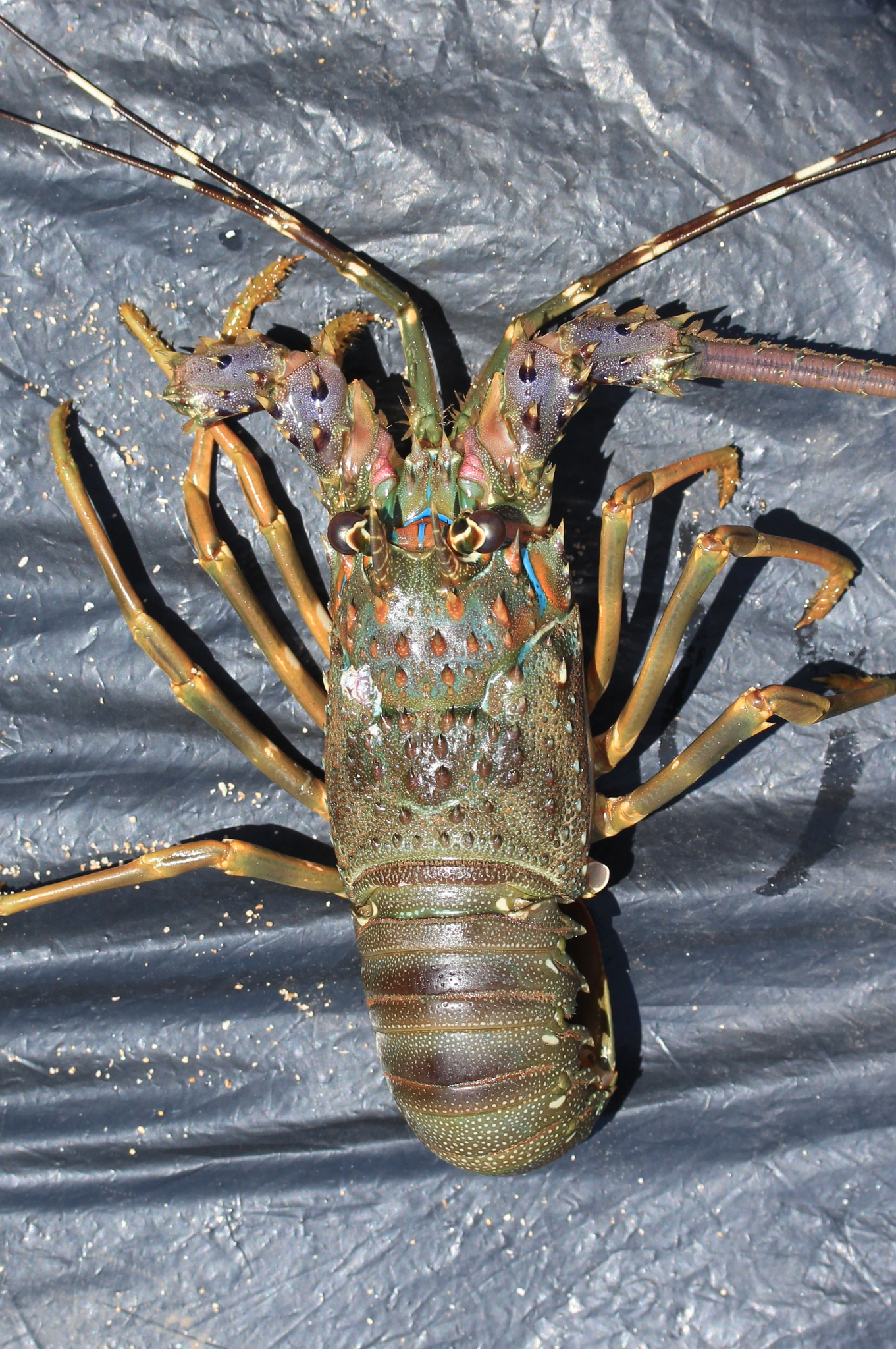 Panulirus homarus (Linnaeus, 1758)