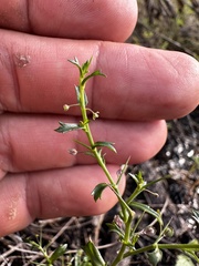 Lepidium aschersonii
