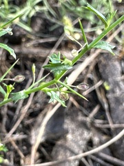 Lepidium aschersonii