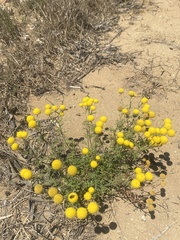 Oncosiphon pilulifer