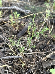 Lepidium aschersonii