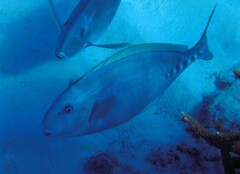 Prionurus microlepidotus