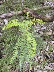 Sophora chrysophylla