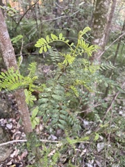 Sophora chrysophylla