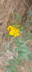 Senna sophera