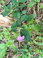 Barleria