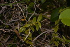 Plectorrhiza erecta