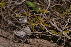 Plectorrhiza erecta