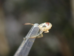 Sigara lateralis