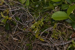 Plectorrhiza erecta