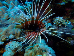 Pterois cincta