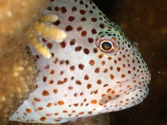 Paracirrhites forsteri