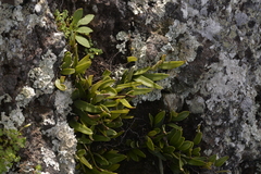 Pyrrosia confluens