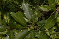 Sarcomelicope simplicifolia