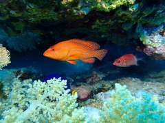 Cephalopholis miniata