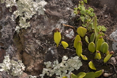 Pyrrosia confluens